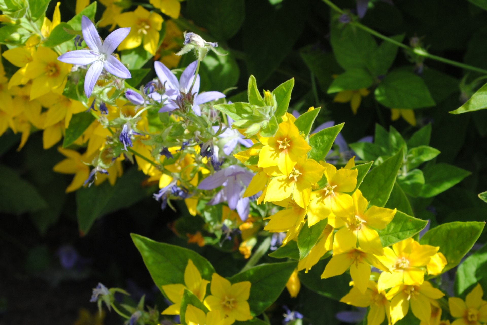 flowers garden yellow free photo