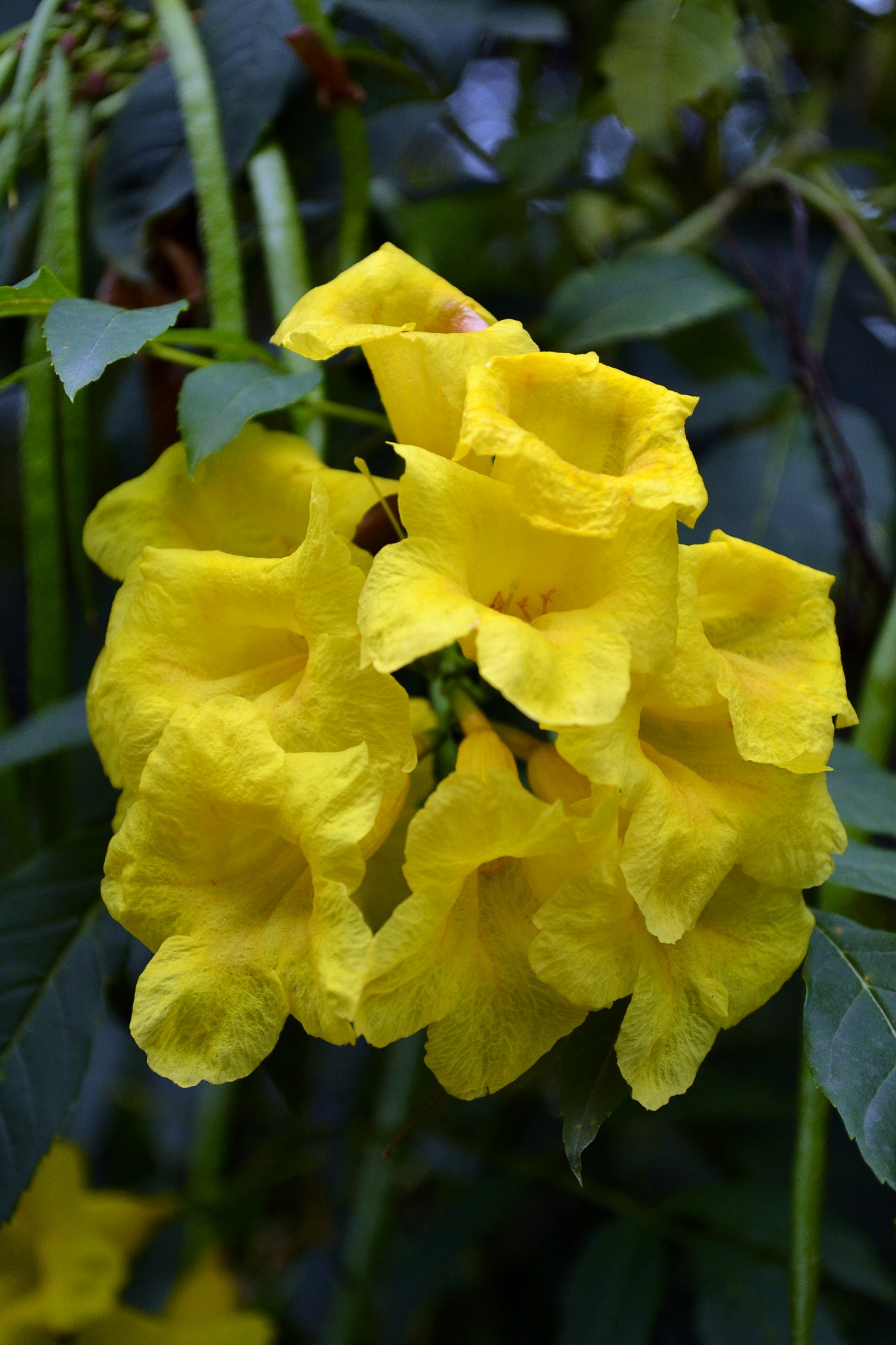 flowers flower yellow free photo