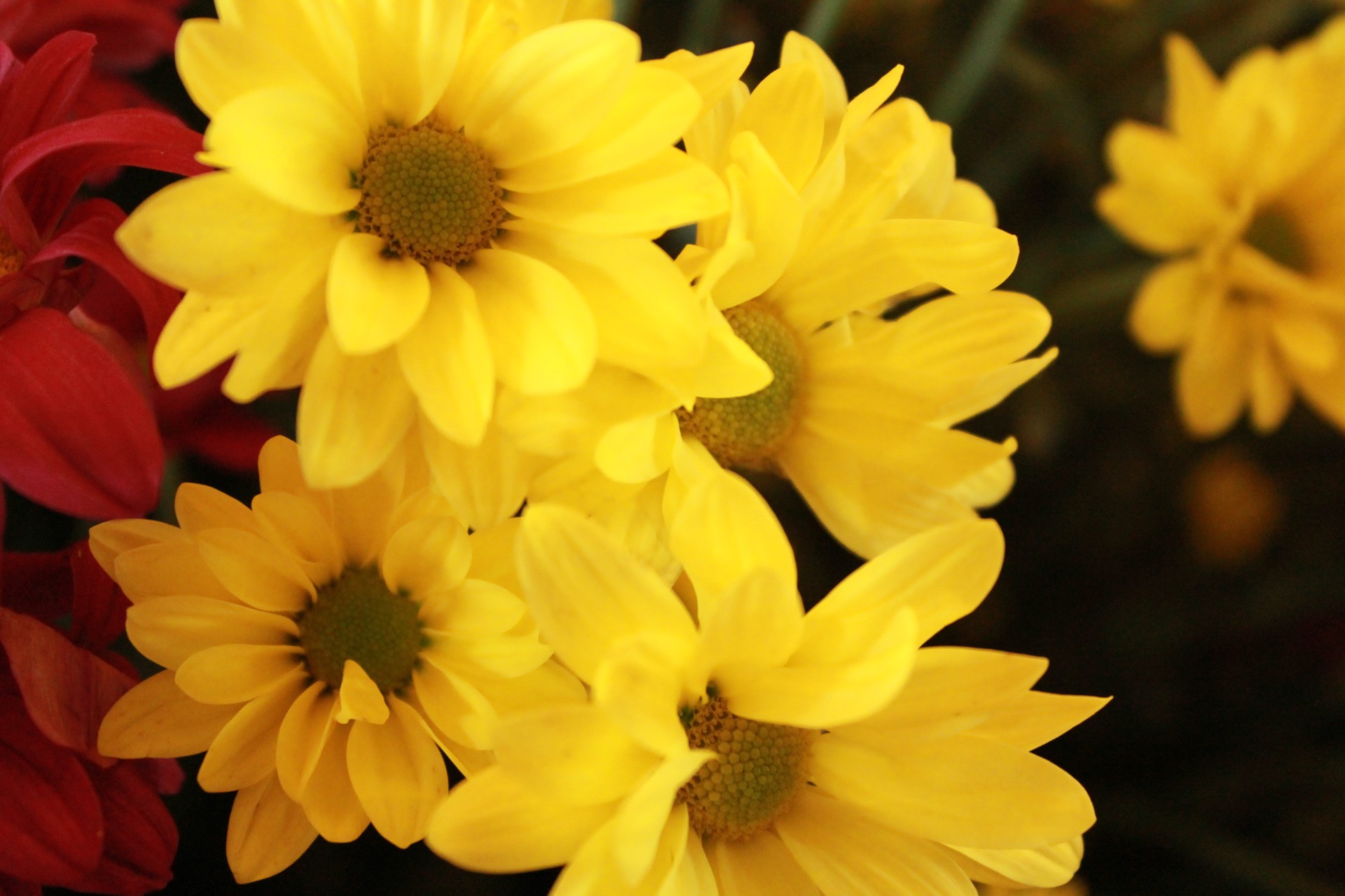 yellow flowers yellow petals flowers free photo