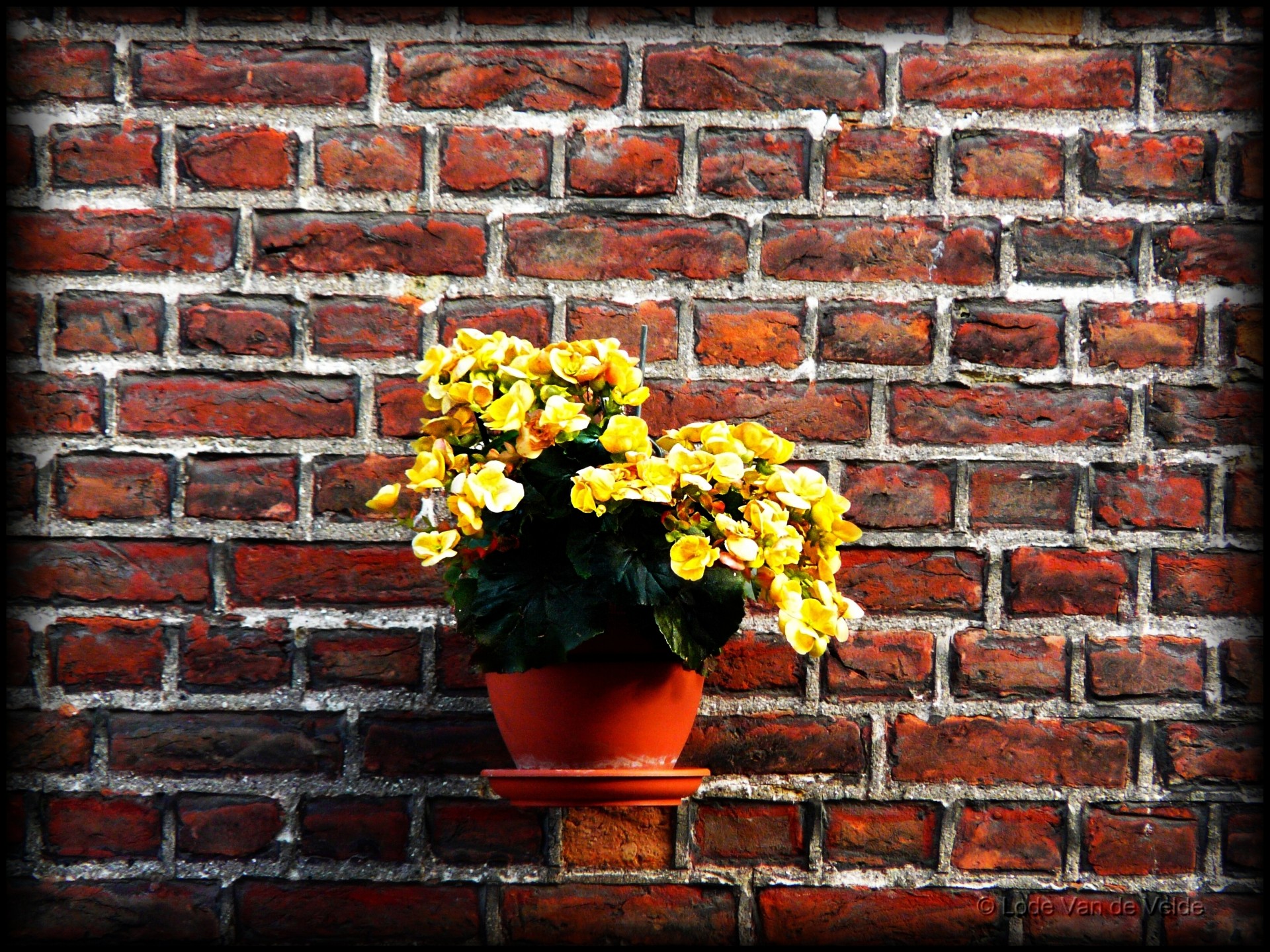 yellow flowers pot wall free photo