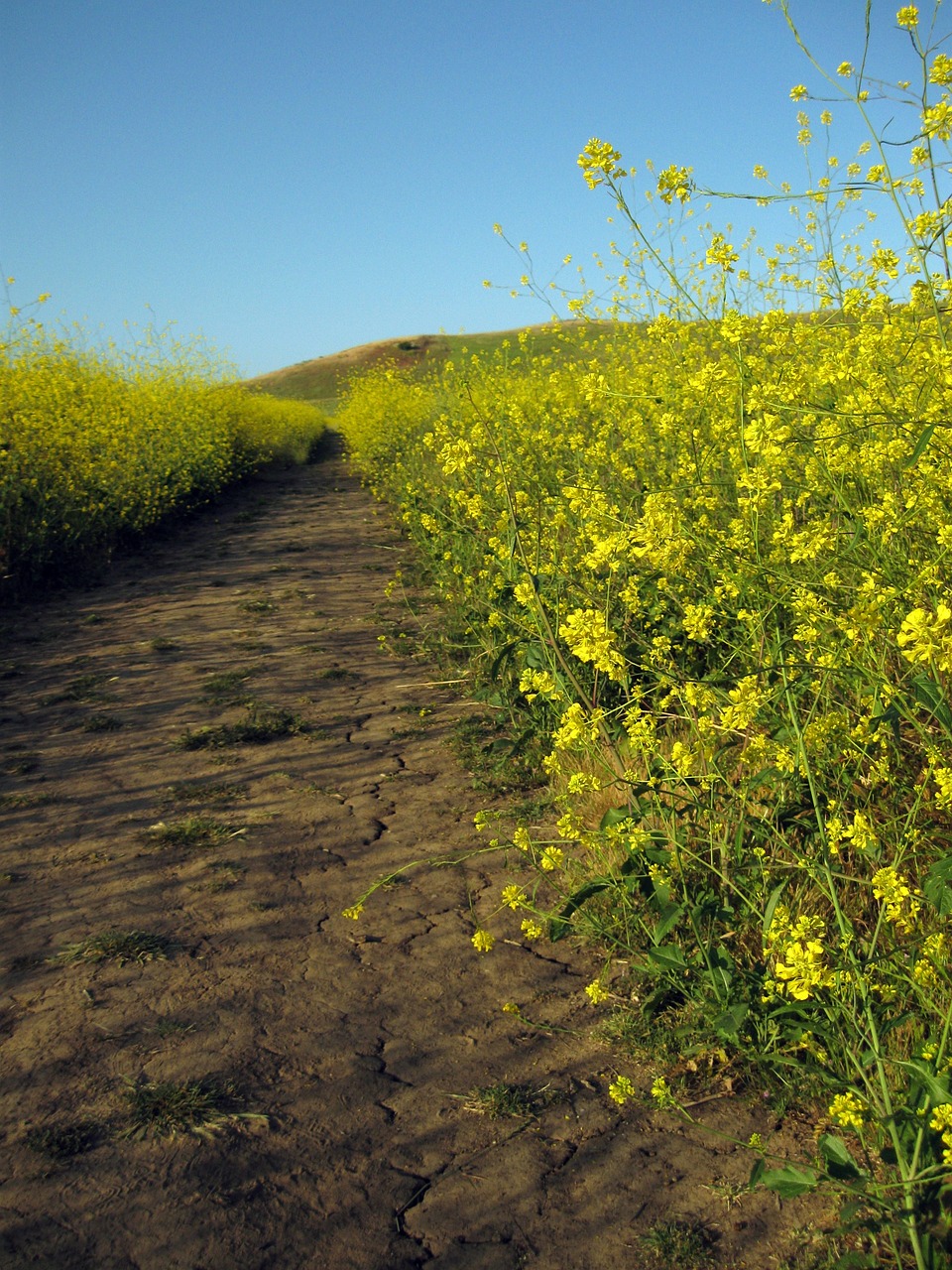 yellow flowers hiking trail free photo