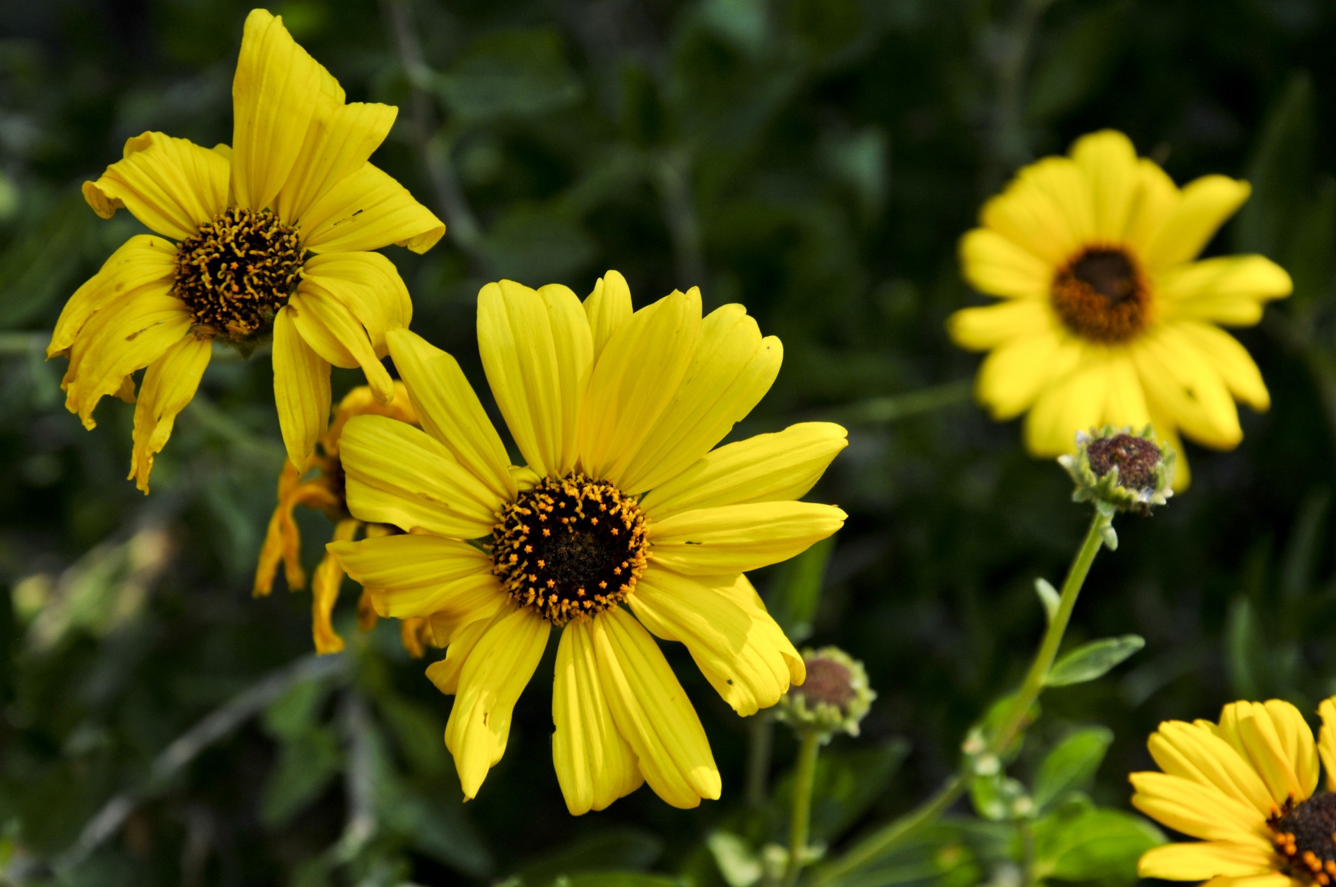 yellow flowers green free photo