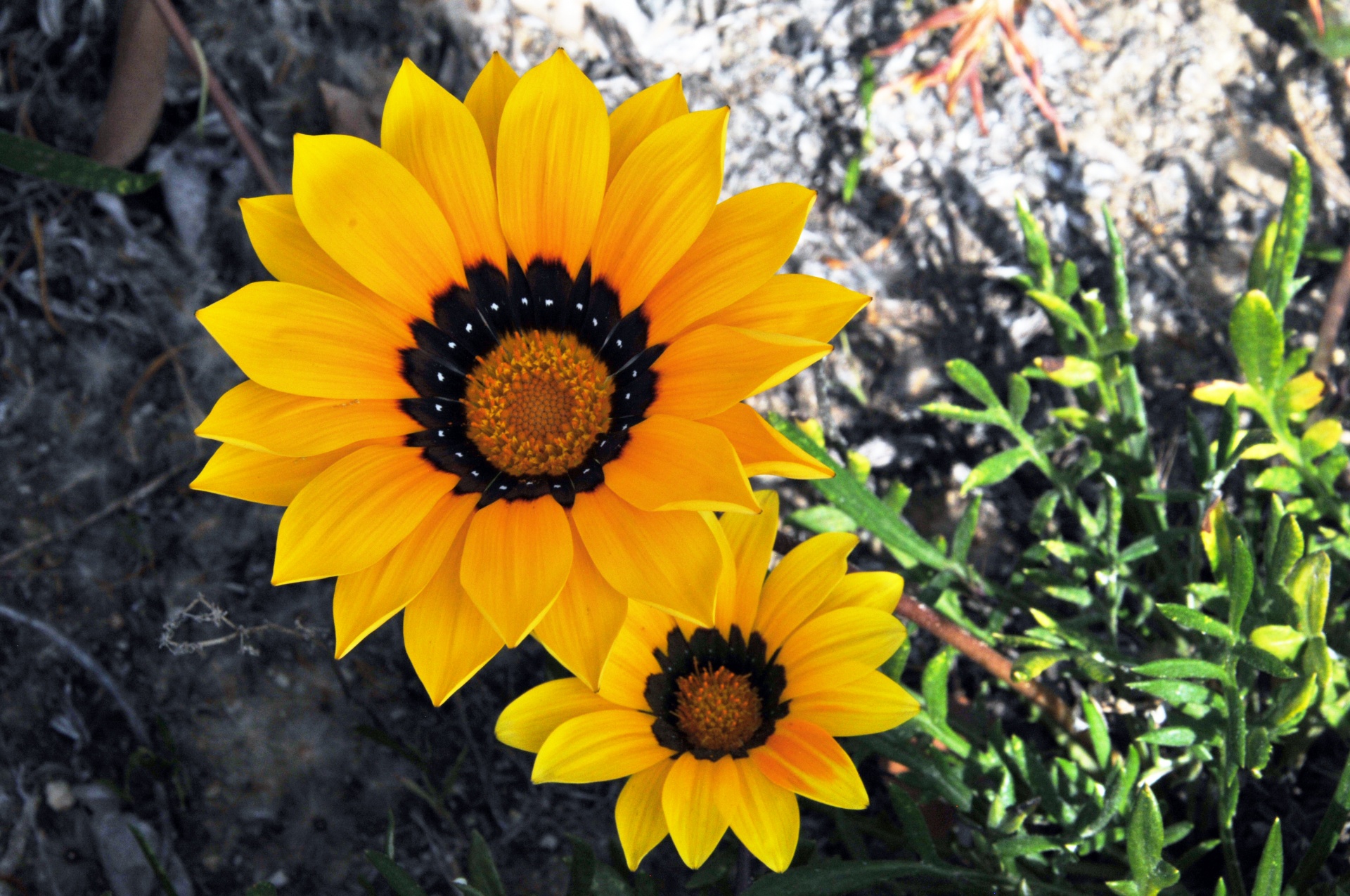 flower flowers yellow free photo