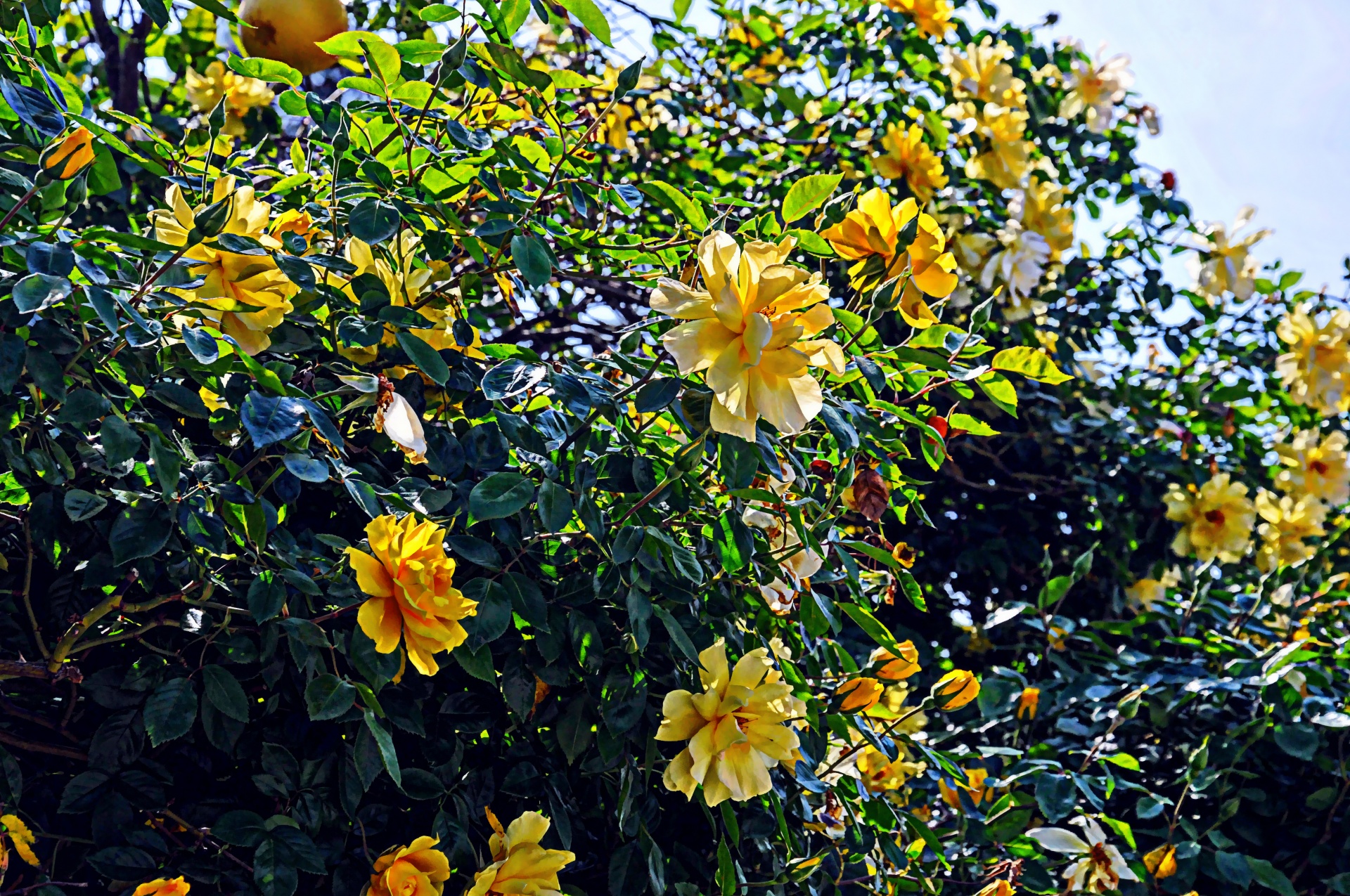 flower flowers bush free photo