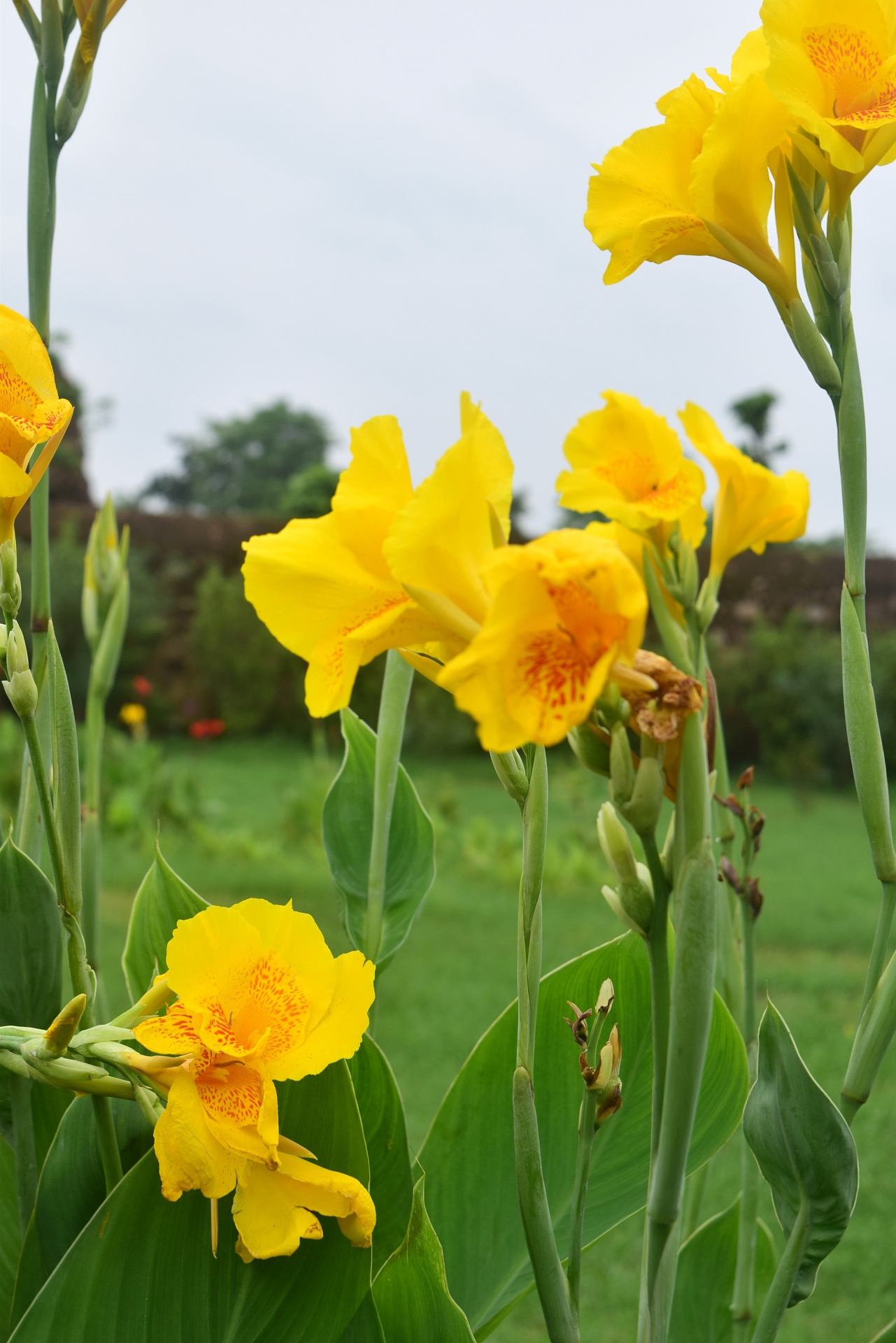 flower garden nature free photo