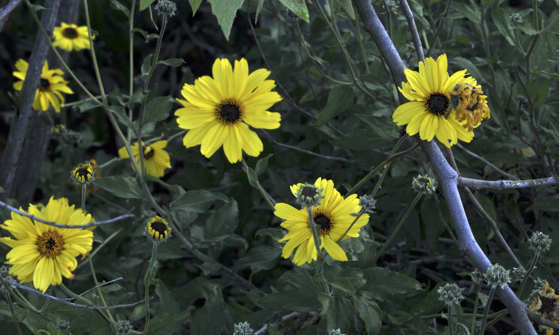 yellow flowers flower spring free photo