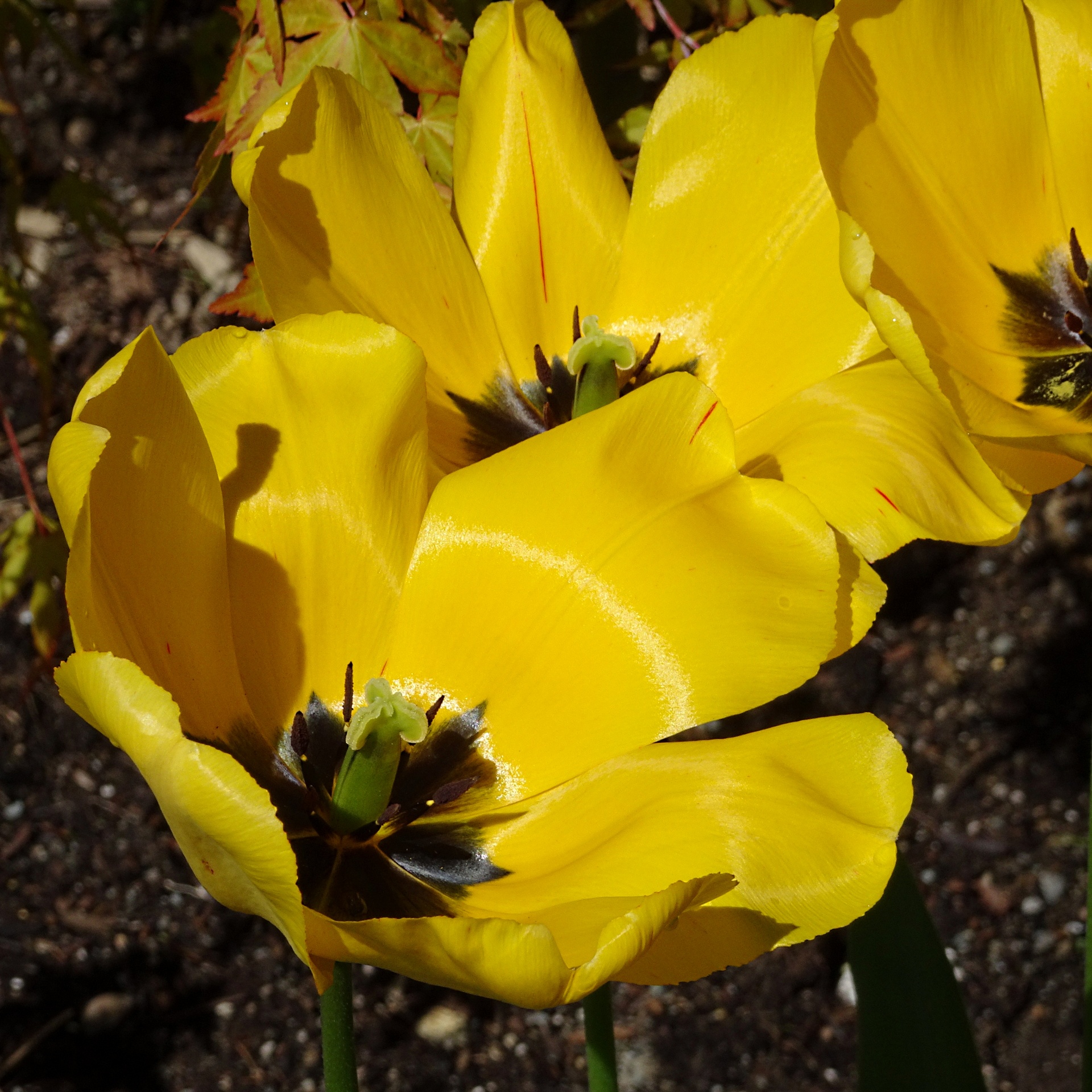 photo yellow flowers free photo