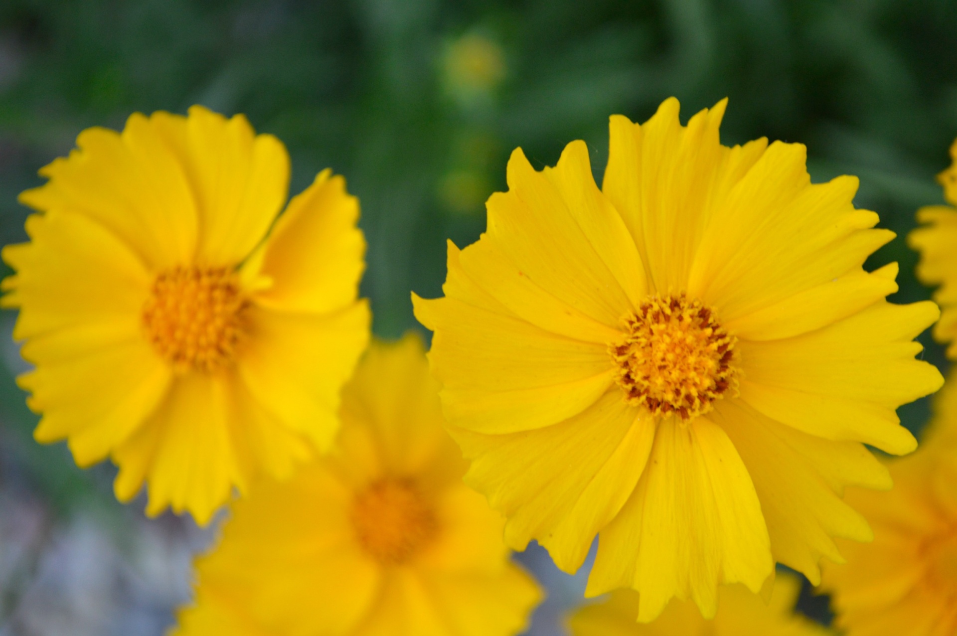 yellow perennial flowers free photo