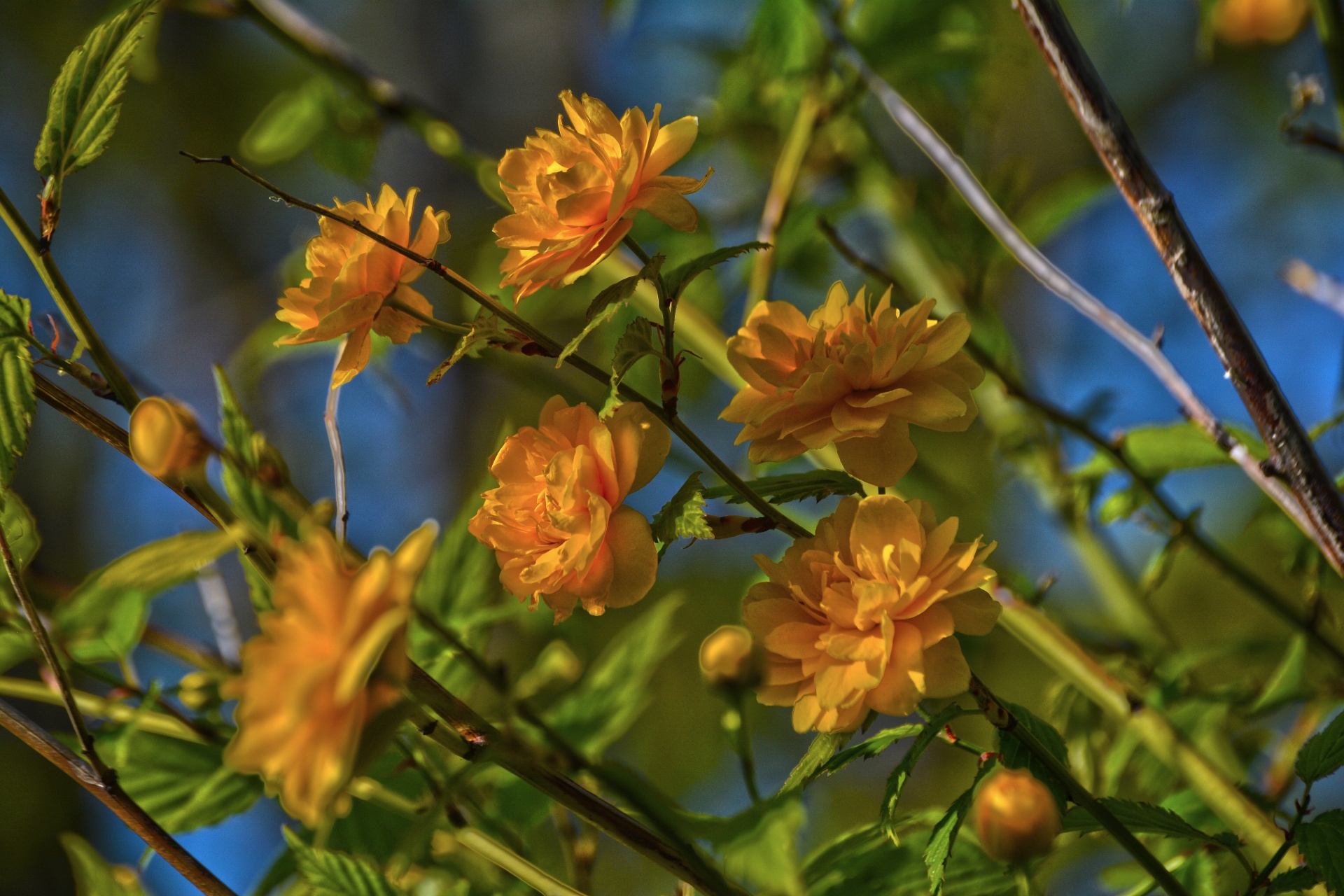 flowers yellow green free photo