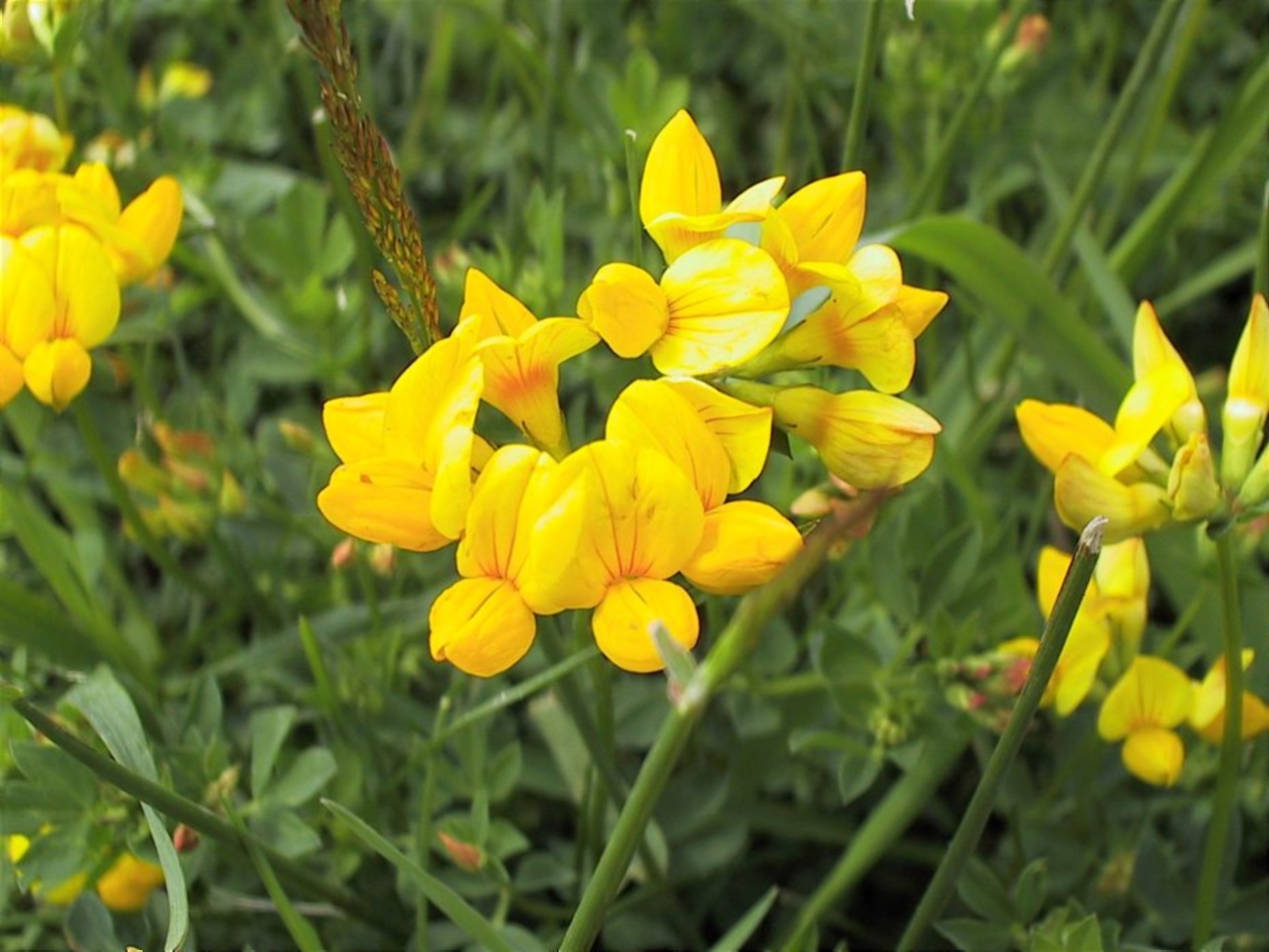 yellow flowers green free photo