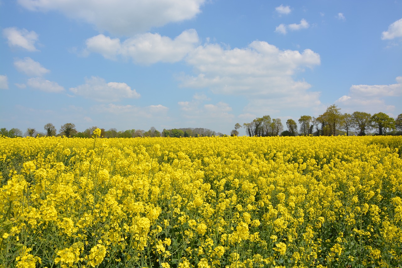 yellow flowers rapeseed sky free photo