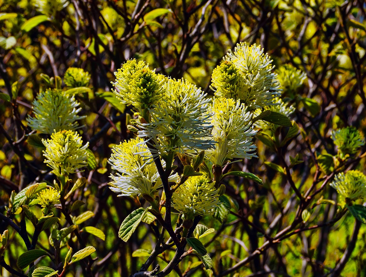 yellow flowers bush floral free photo