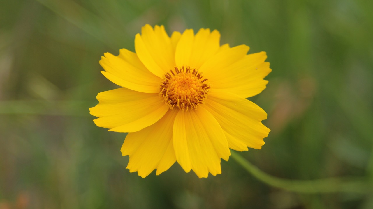 yellow flowers spring flowers flower gardens free photo