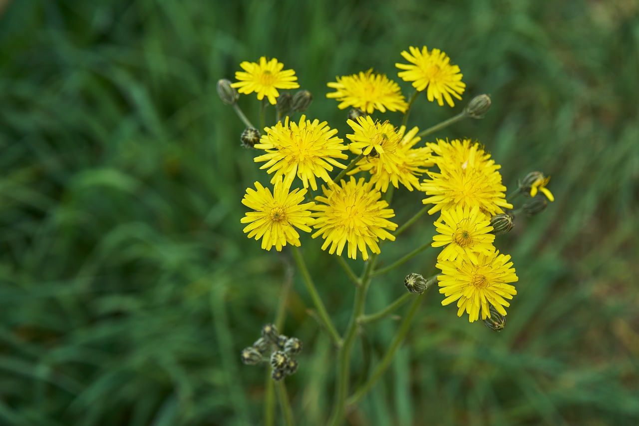 yellow flowers flora yellow free photo