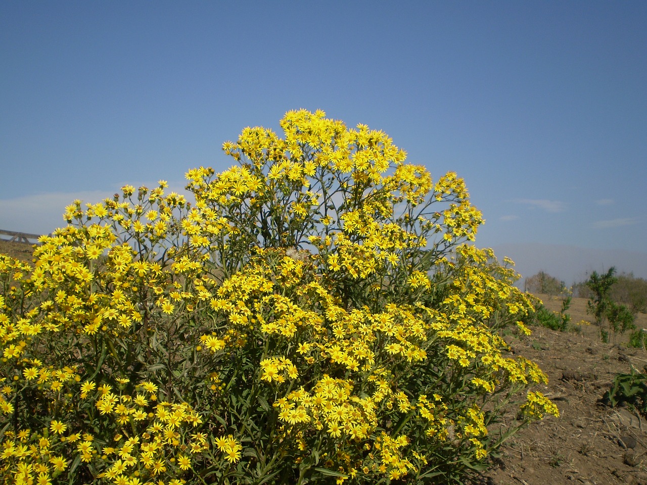 yellow flowers wild flowers field free photo