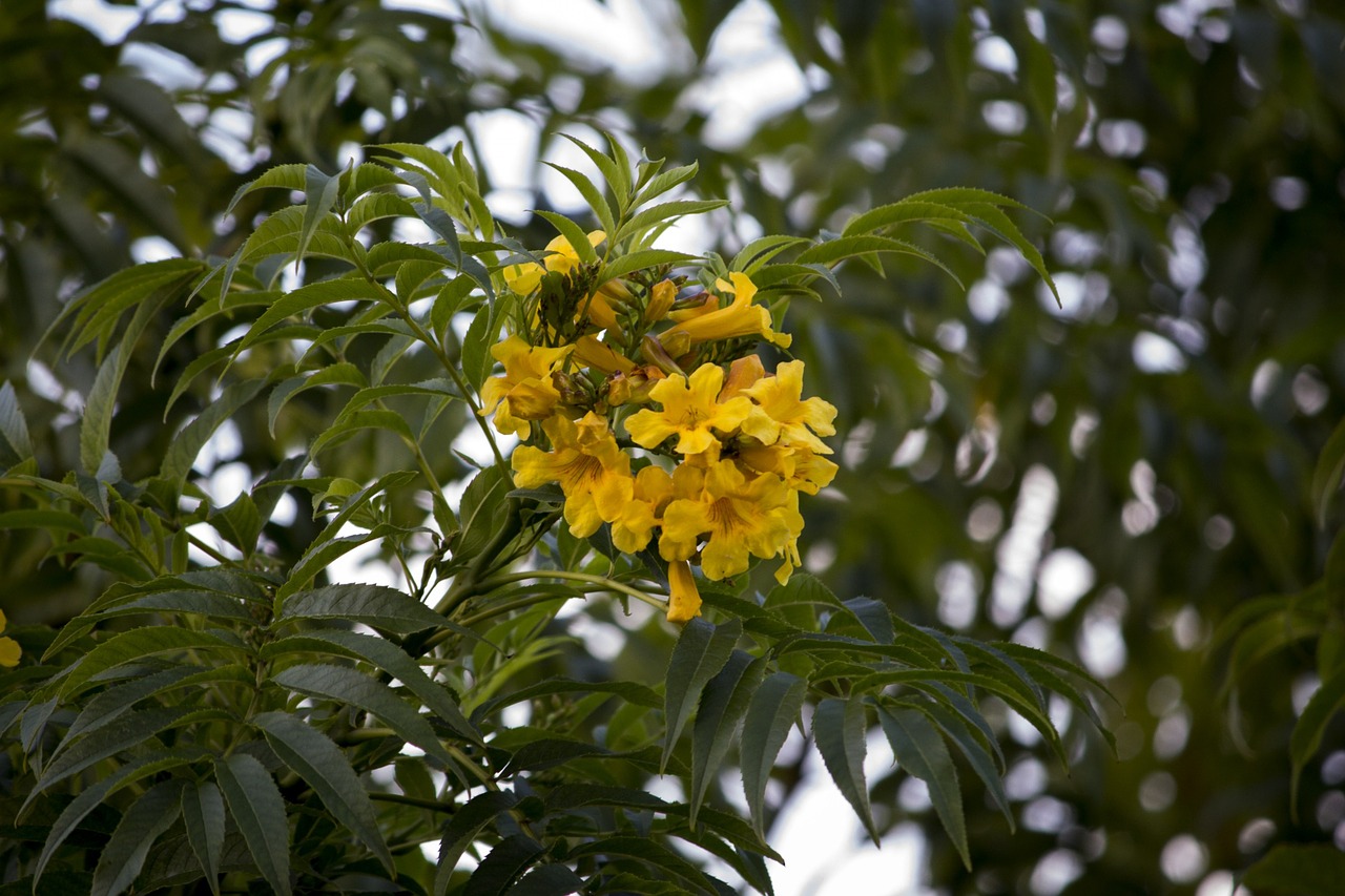 yellow flowers pau-brasil tree flrída free photo