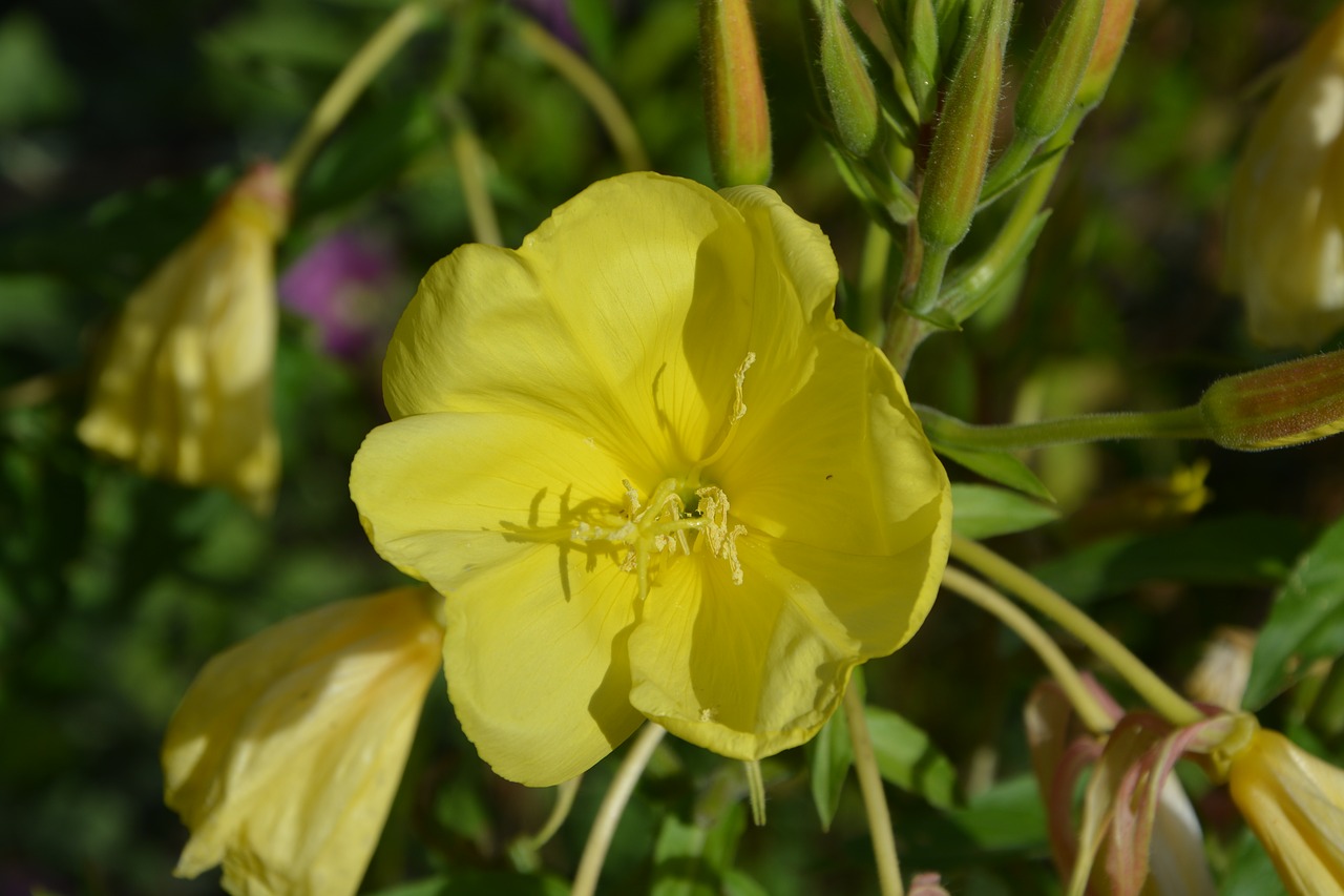 yellow flowers garden massif free photo