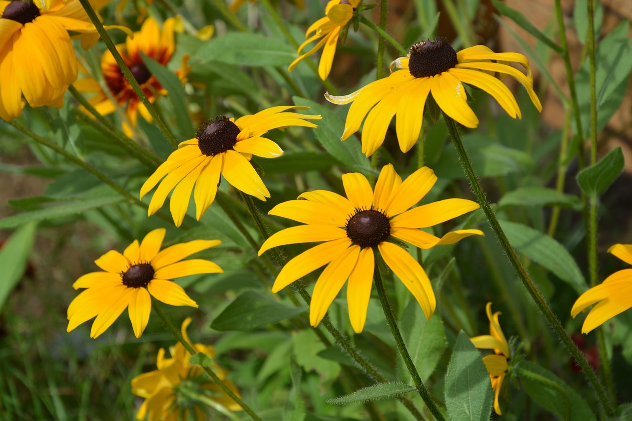 yellow flowers large daisies massif free photo