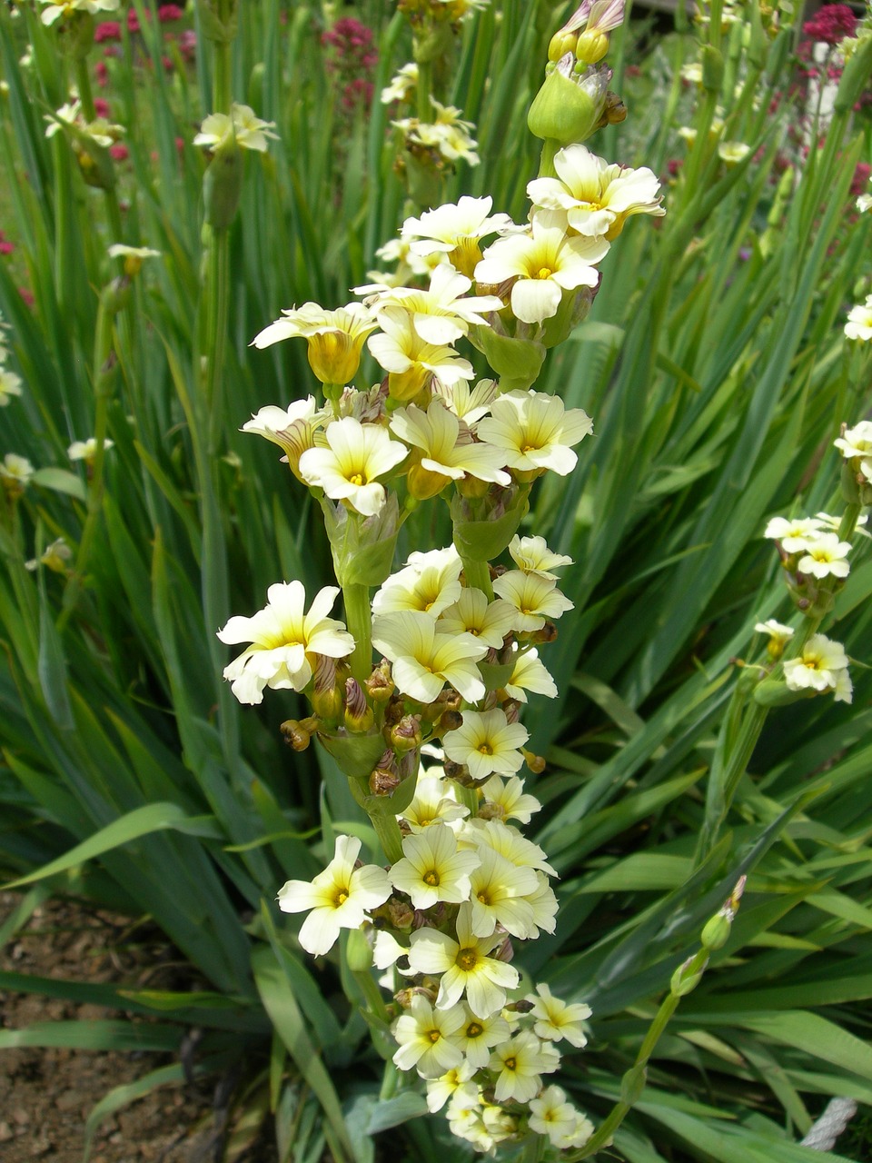 yellow flowers garden plants free photo