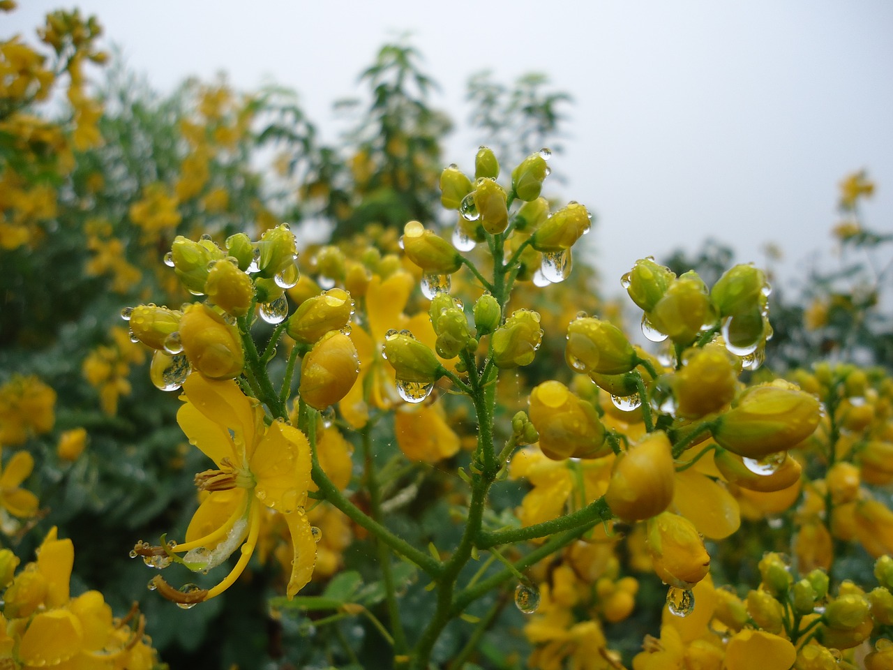 yellow flowers wild flowers rain free photo