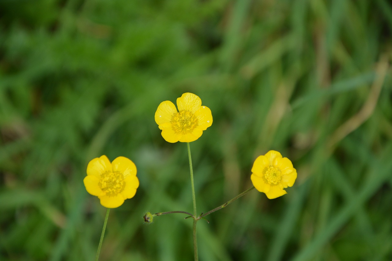 yellow flowers buttercup grass free photo