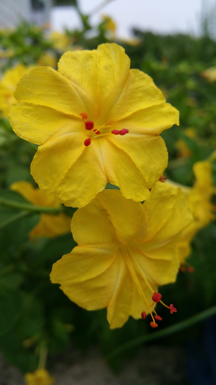 yellow flowers flower's red free photo