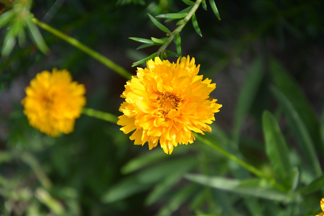 yellow flowers petals garden free photo