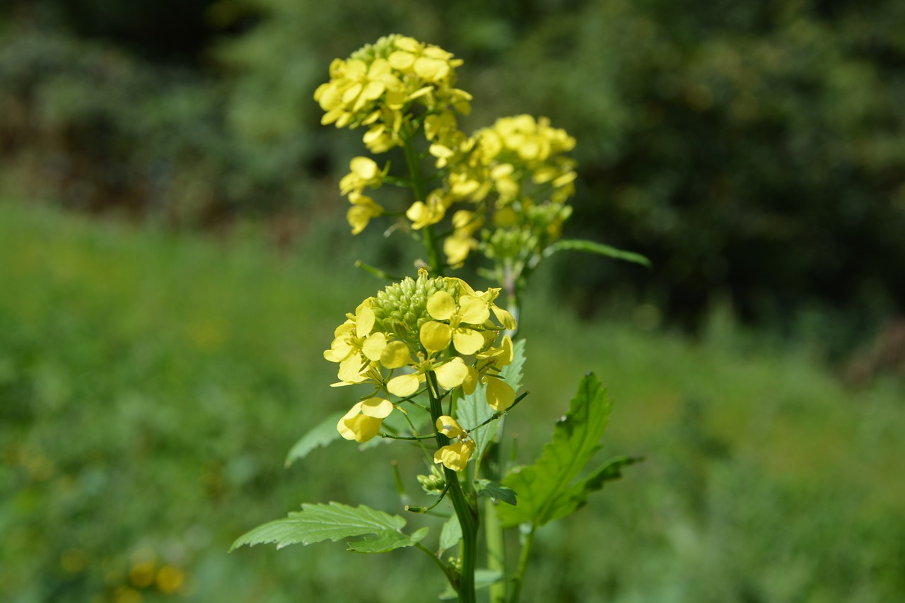 yellow flowers prairie field free photo