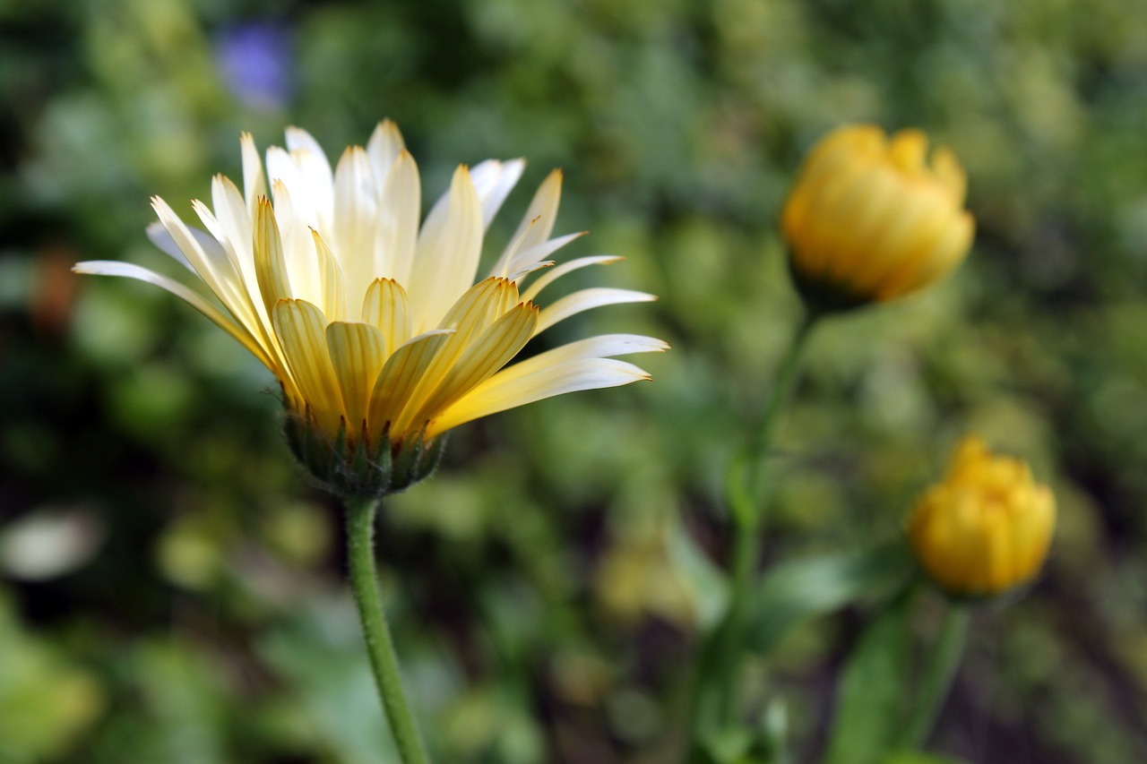 yellow flowers nature yellow free photo