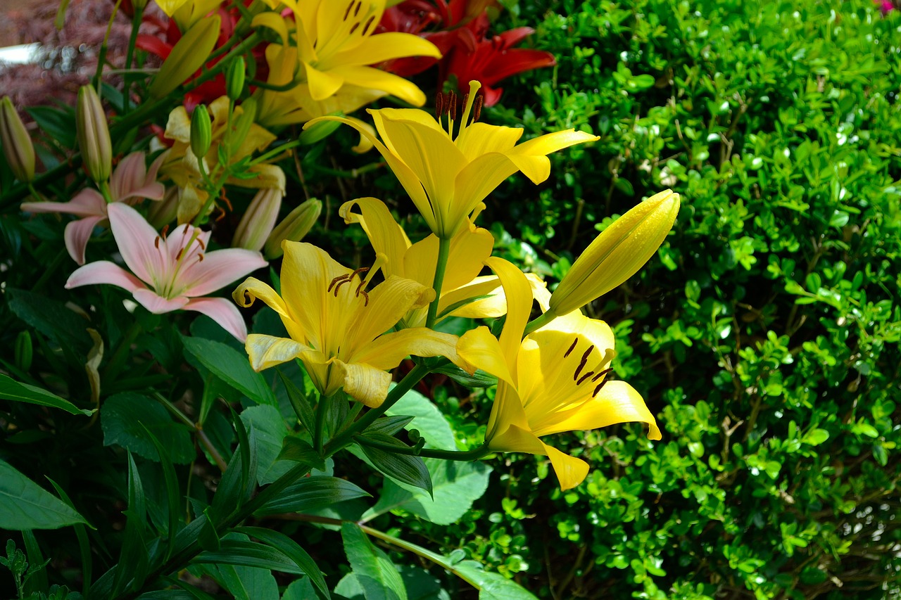 yellow flowers green pasture free photo