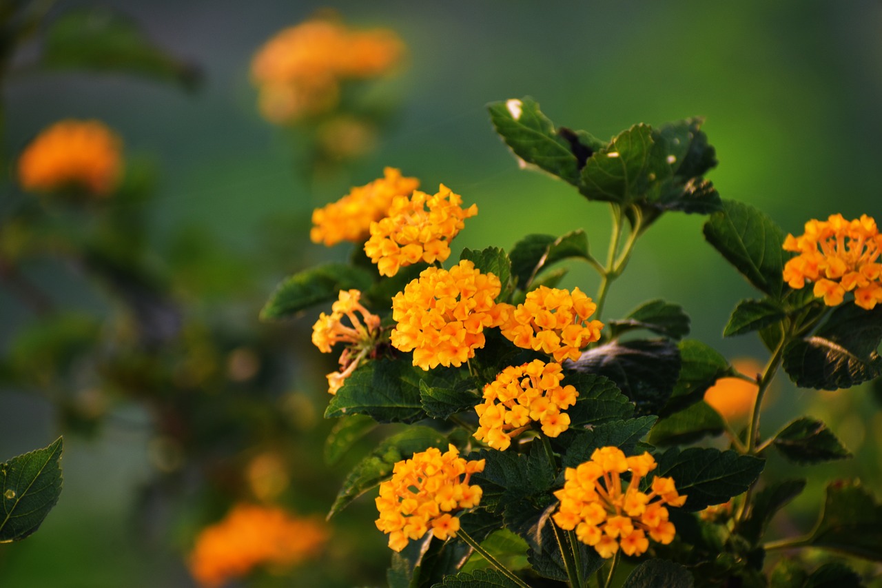 yellow flowers wildflowers yellow free photo