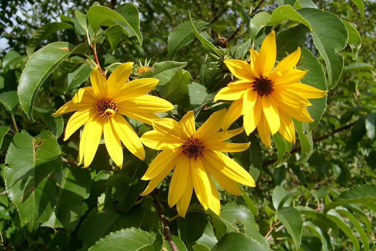 yellow flowers nature flowering free photo