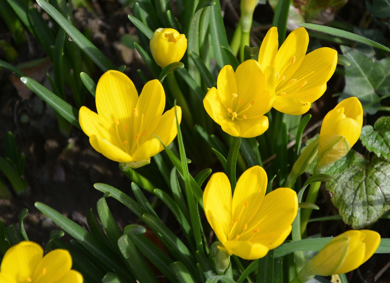 yellow flowers green leaves crocus free photo