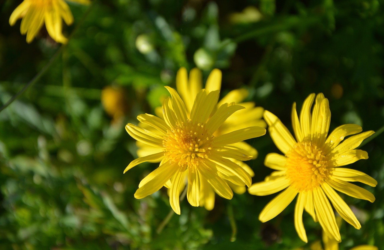 yellow flowers buttons green leaves free photo