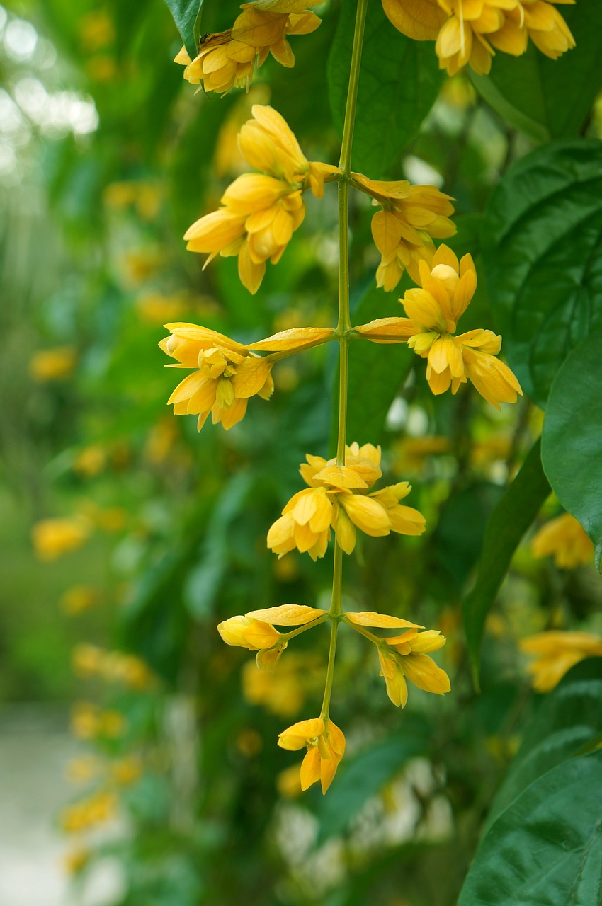 yellow flowers bunches of flowers vines free photo