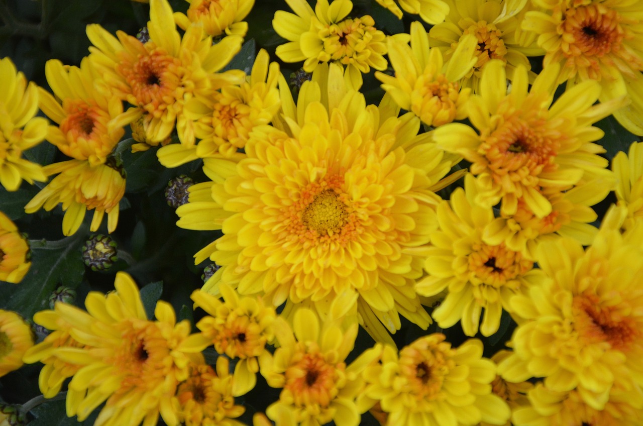 yellow flowers yellow chrysanthemums flowers nature free photo