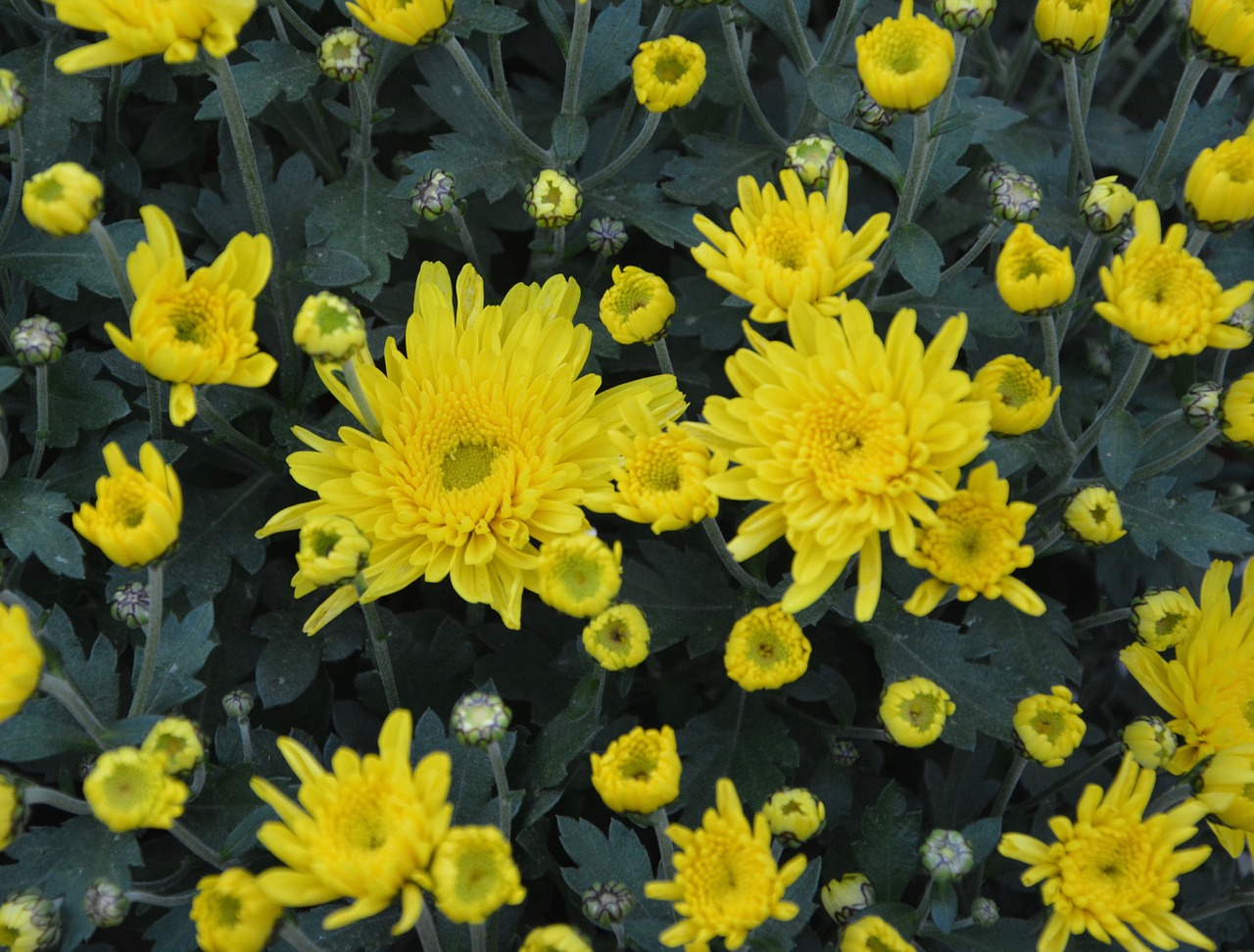 yellow flowers green leaves plants flowering free photo