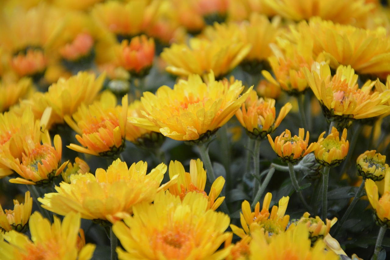 yellow flowers photo blurred the colour yellow free photo