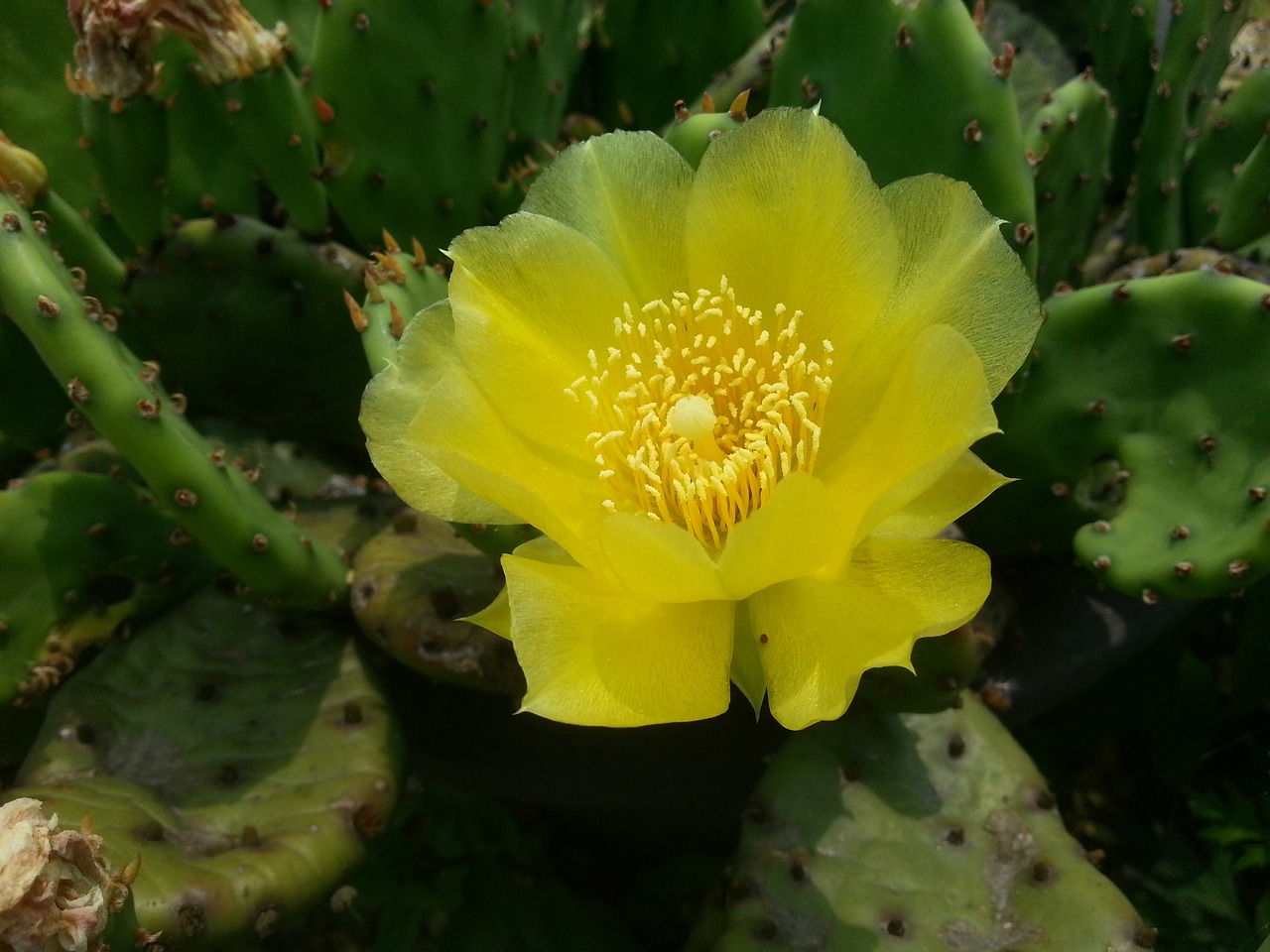 yellow flowers yellow cactus flower cactus free photo