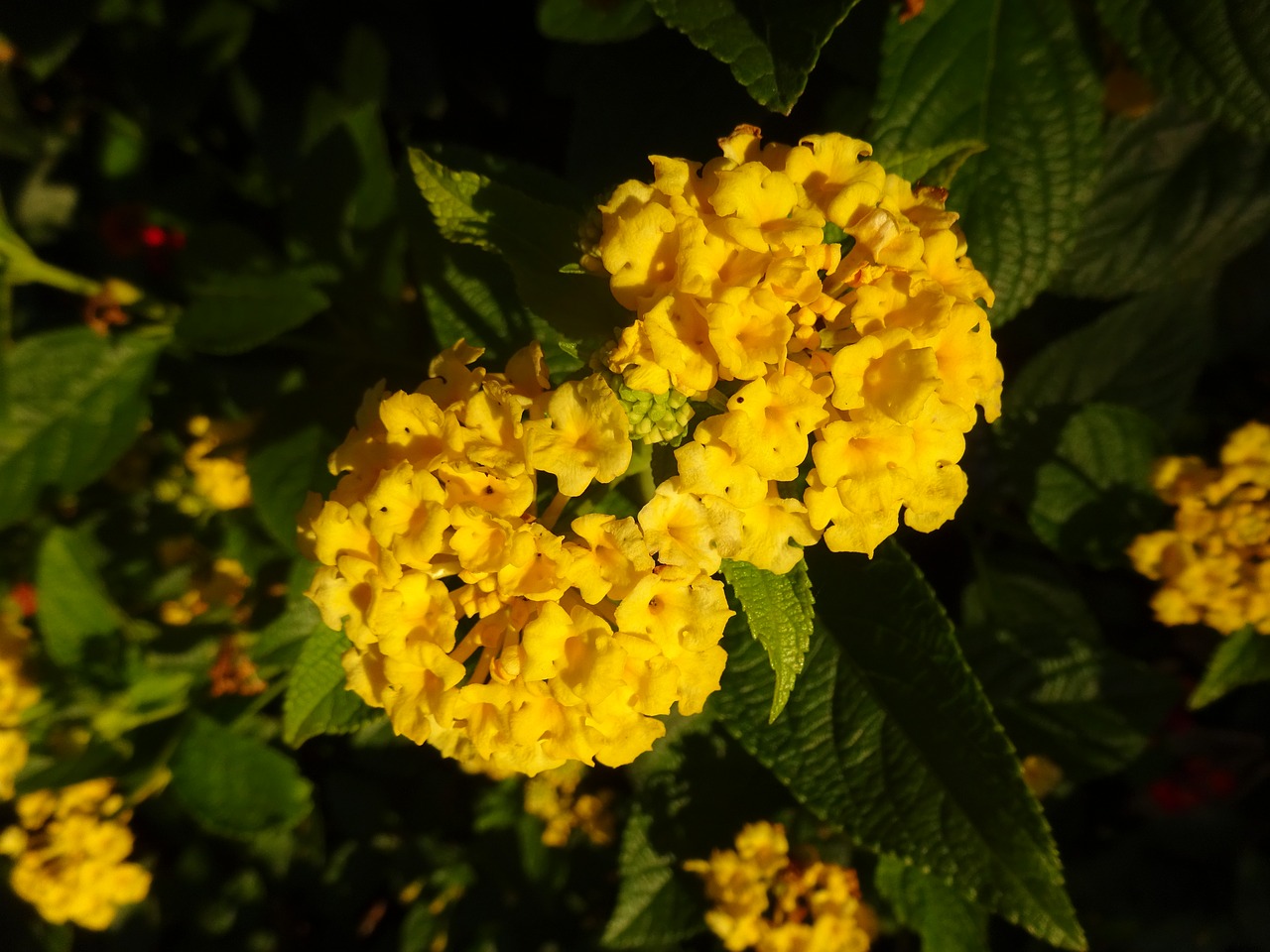 yellow flowers garden autumn free photo