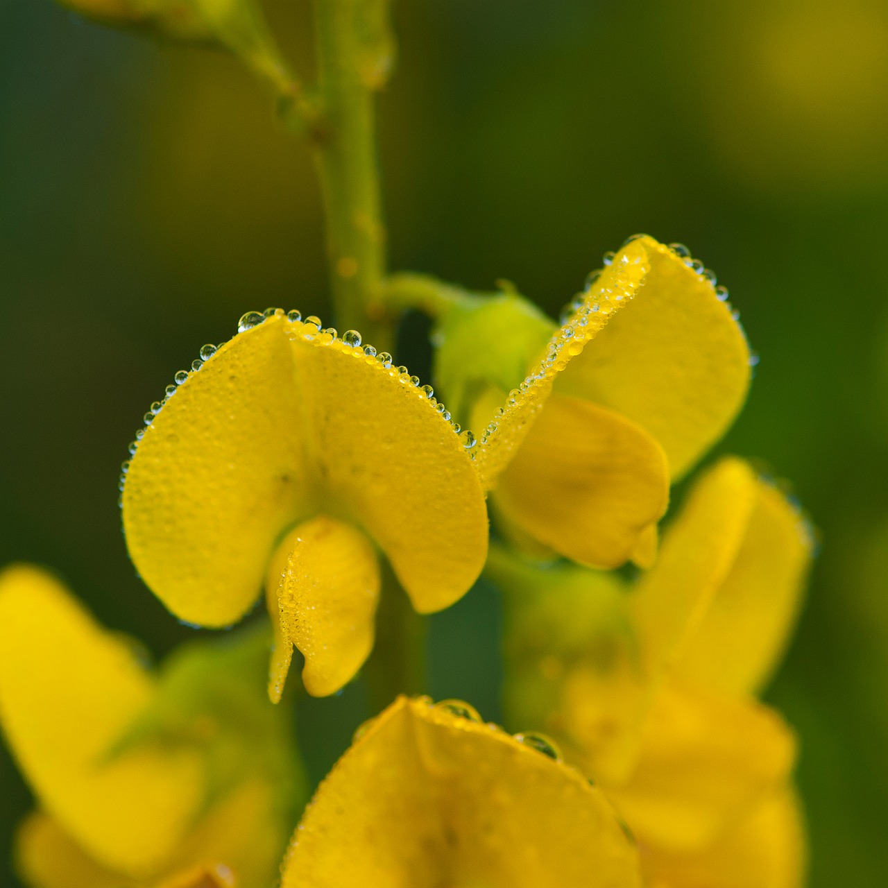 yellow flowers mist natural free photo