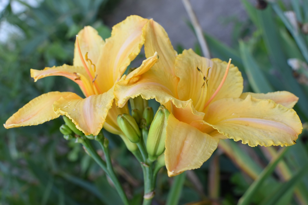 yellow flowers day lilly flora free photo