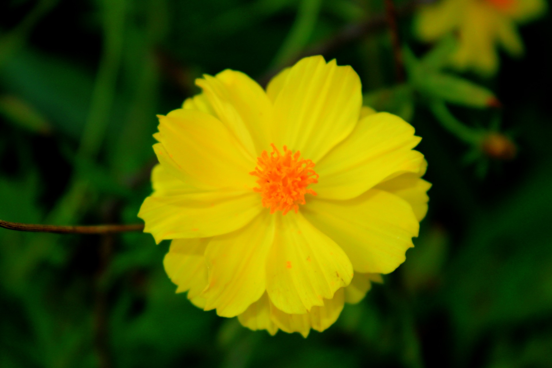 yellow flowers yellow petals flowers free photo