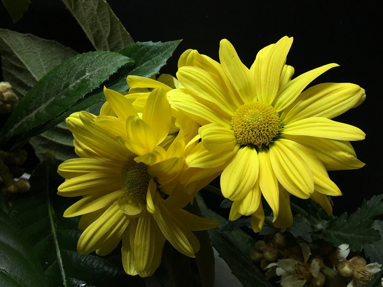 yellow flowers  petals yellow  yellow flower free photo