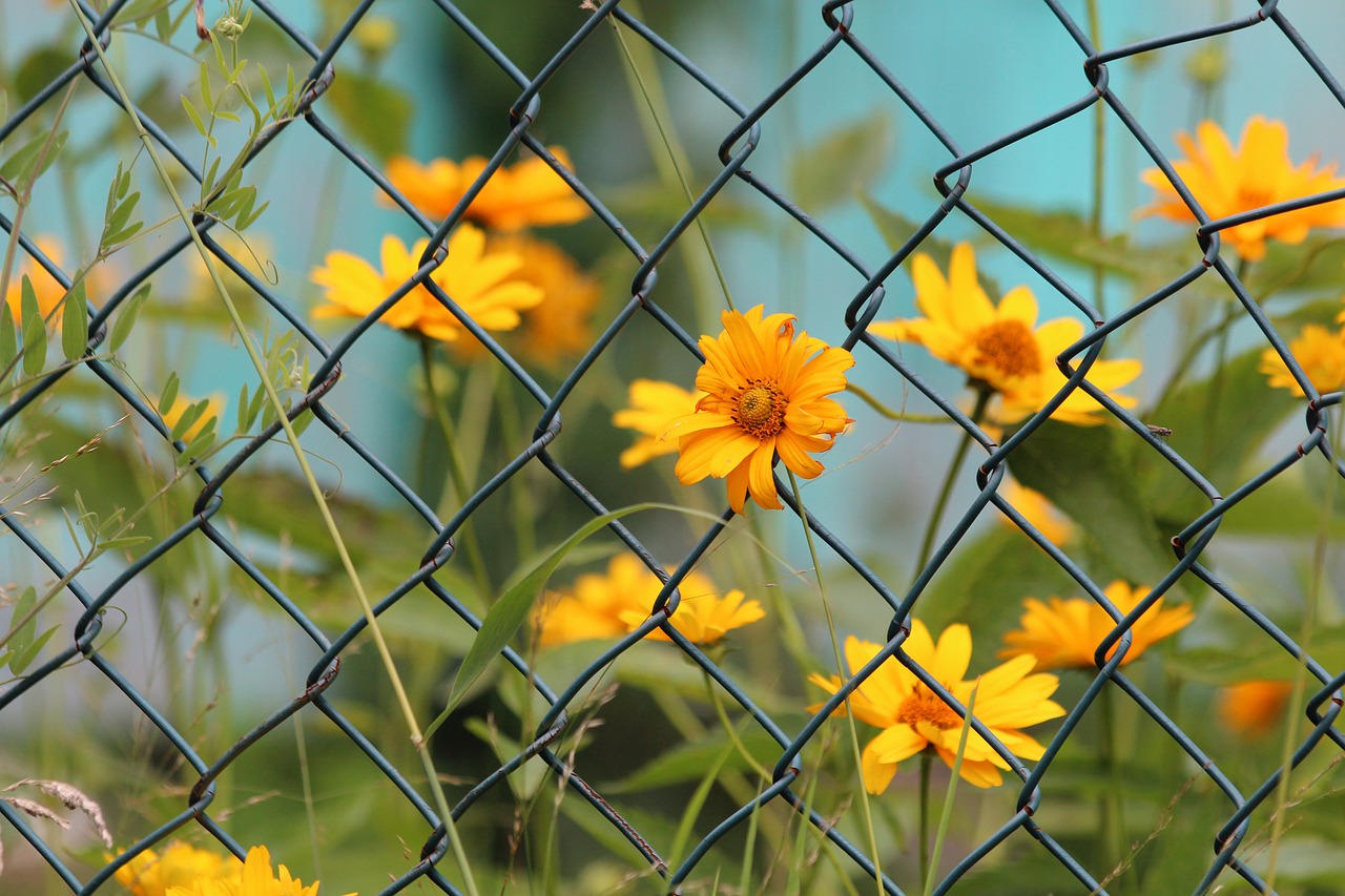 yellow flowers  nature  summer free photo