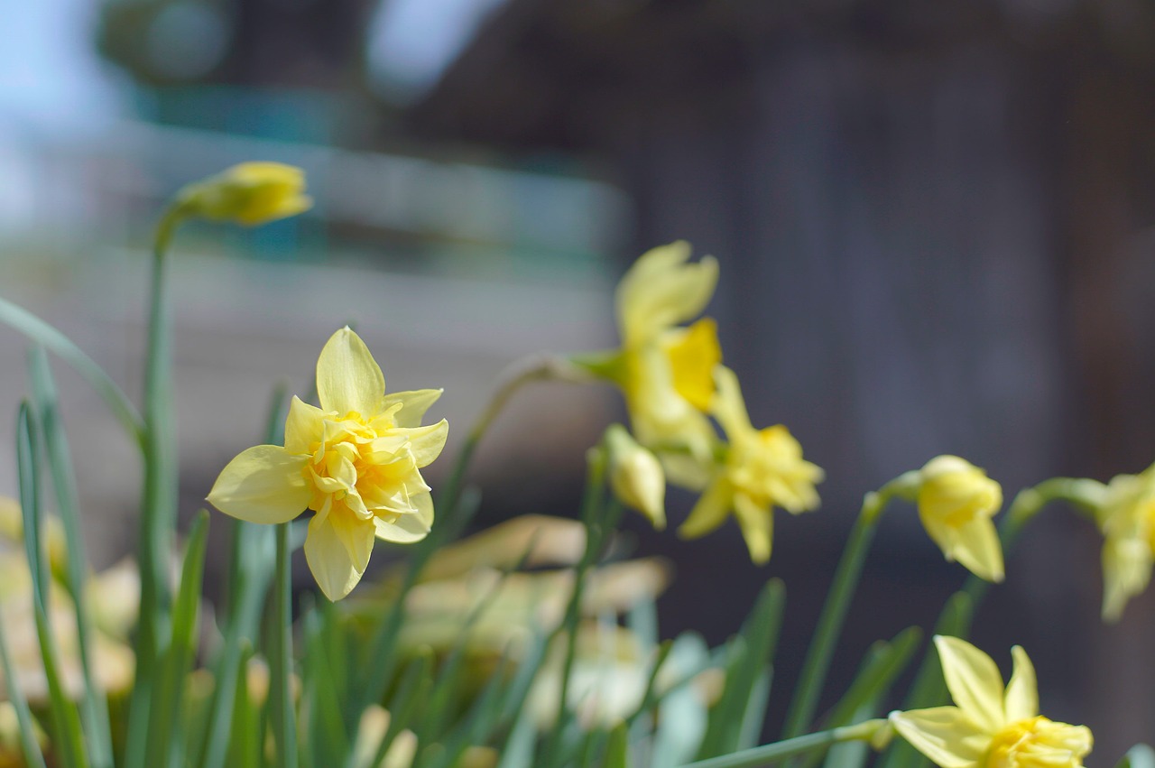 yellow flowers  flowers  yellow free photo