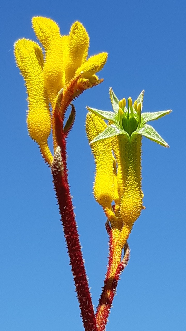 yellow flowers  kangaroo claw free pictures free photo