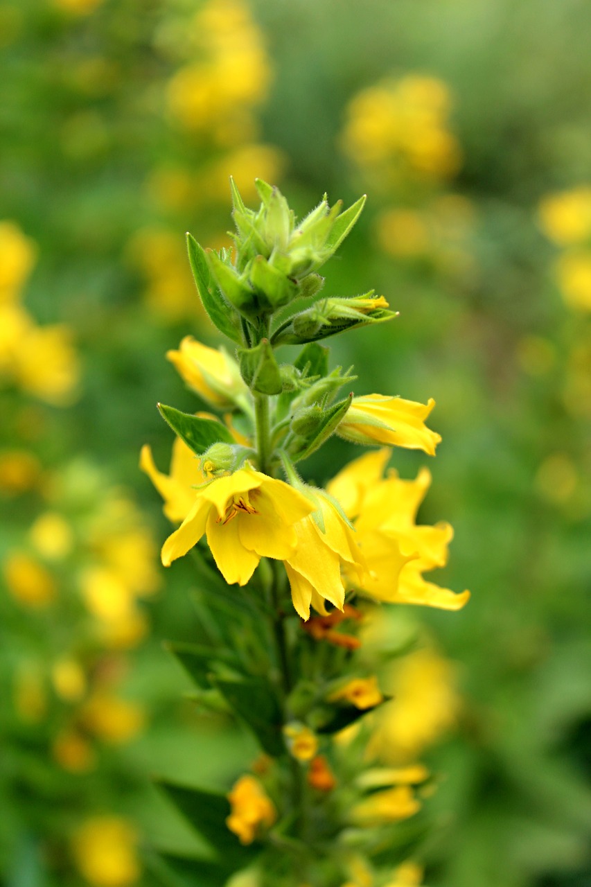 yellow flowers  slovakia  nature free photo