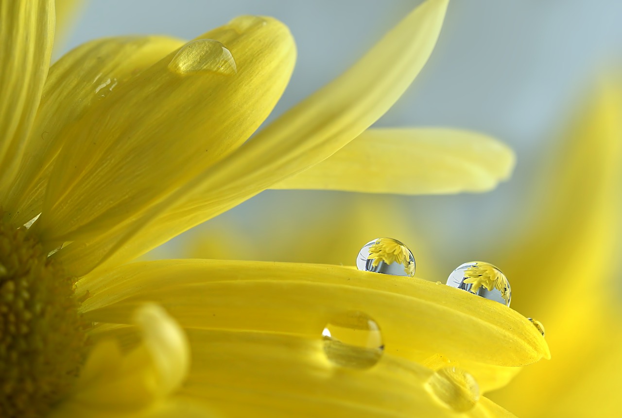 yellow flowers  daisy  water droplets free photo