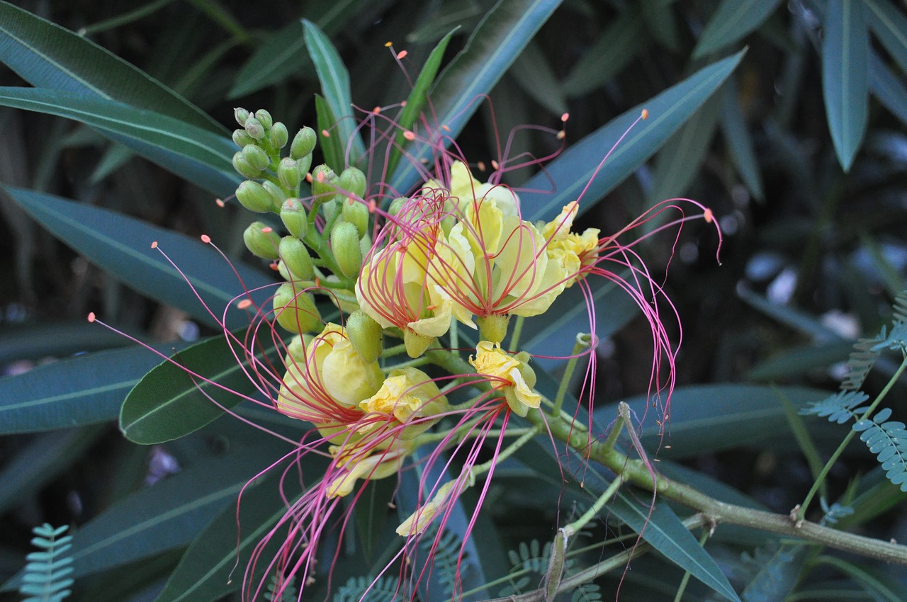 yellow flowers  laurier  nature free photo